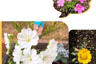 事務所のお花😊♪