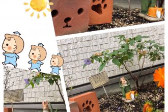 うさぎ🐰がやってきた🙄🏠