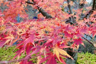 紅葉🍁