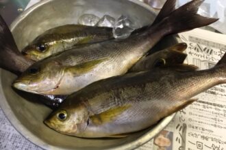 釣りに行きたいですね…🎣