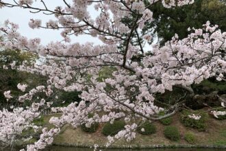 お花見🌸