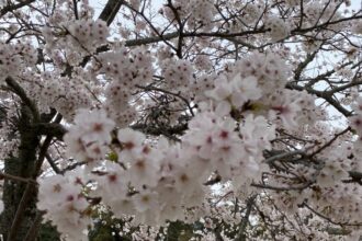花より…🍀