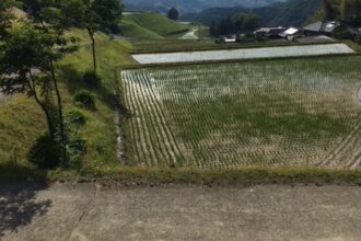 田植え🍚