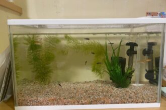 新しい家族🐟