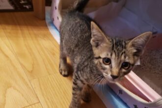 子猫🐈