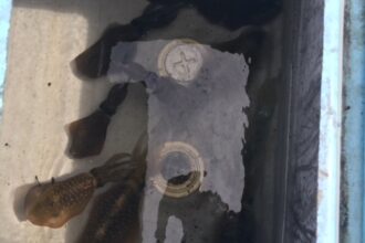 秋烏賊🦑