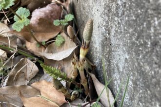 つくし🌱