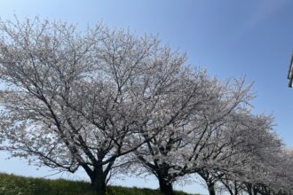 お花見🌸