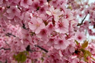お花見🌸