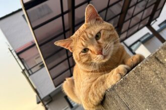 そっくりさん🐈