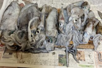 イカ釣り🎣