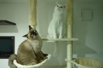 猫の成長5🐱