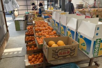 みかんの旅🍊🏍