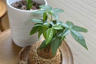 観葉植物🌱