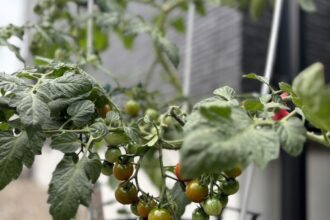 家庭菜園🍅