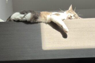 🐈