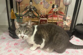 ひなまつり🎎