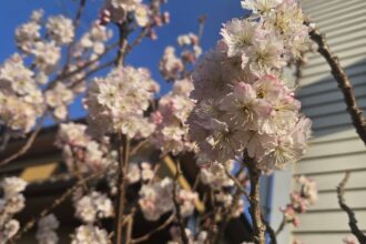 桜が見頃になりました🌸