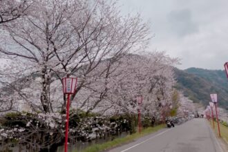 お花見🌸