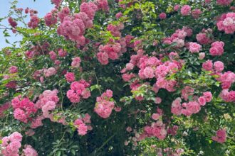 初夏のお花巡り🌹