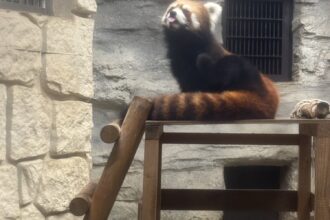 夜の動物園🐼