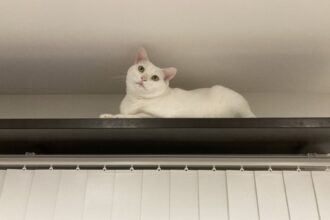 猫の成長🐈🐾