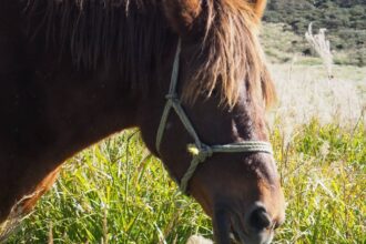 【熊本県】阿蘇🌳