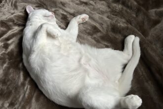 猫の成長🐈🐾