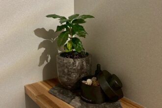 植物成長日記🌱