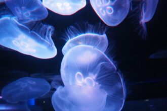 【香川県】四国水族館🐟