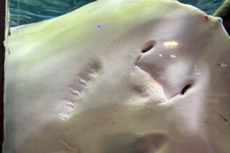 【高知県】桂浜水族館🐟
