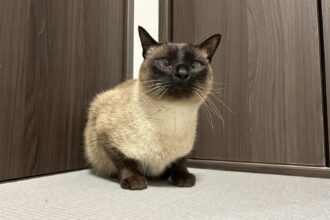 猫の成長🐾