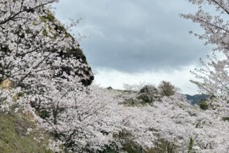 お花見🌸