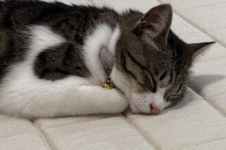 すくすく成長中🐈