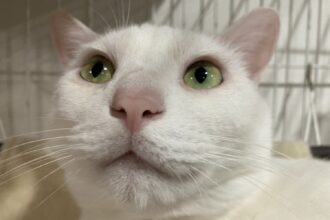 猫の成長🐾
