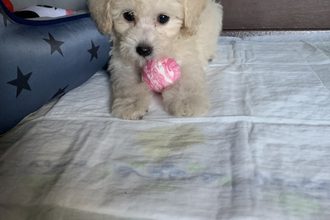 大切な家族🐶
