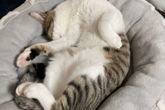 猫との暮らし🐈