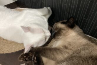 猫の成長🐾